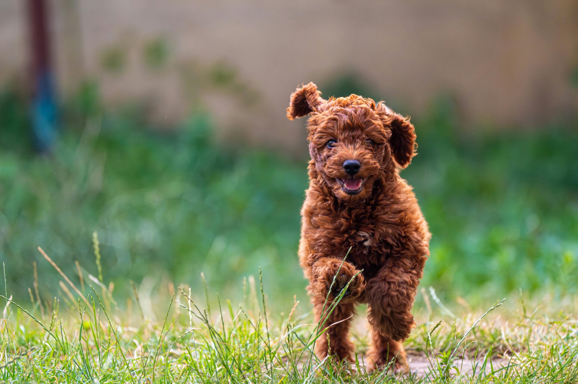 pet photography singapore